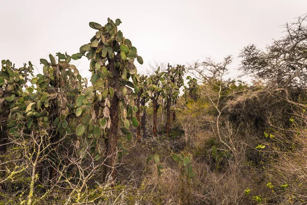 Galapagos Adaları - 23 Ağustos 2017: Kaktüsler Darwin Araştırma Merkezi Santa Cruz Island, Galapagos Adaları, Ekvador