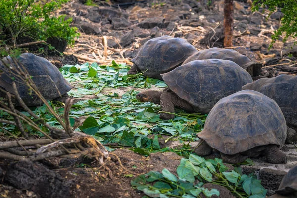 Galapagos Adaları - 23 Ağustos 2017: Dev kara kaplumbağa Darwin Araştırma Merkezi Santa Cruz Island, Galapagos Adaları, Ekvador
