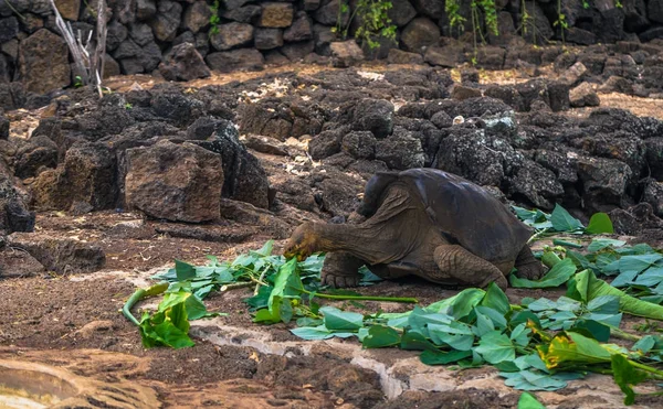 Galapagos Adaları - 23 Ağustos 2017: Dev kara kaplumbağa Darwin Araştırma Merkezi Santa Cruz Island, Galapagos Adaları, Ekvador