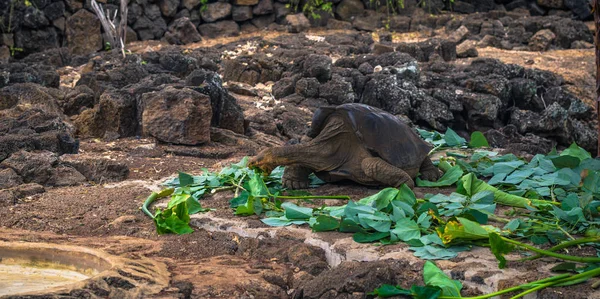 Islas Galápagos Agosto 2017 Tortugas Terrestres Gigantes Centro Investigación Darwin — Foto de Stock