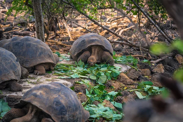 Galapagos Adaları - 23 Ağustos 2017: Dev kara kaplumbağa Darwin Araştırma Merkezi Santa Cruz Island, Galapagos Adaları, Ekvador