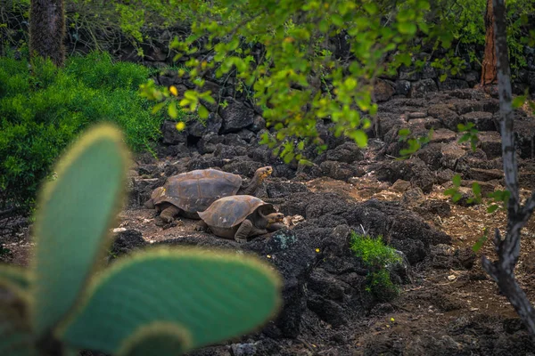 Galapagos Eilanden Augustus 2017 Reus Land Schildpadden Het Darwin Research — Stockfoto