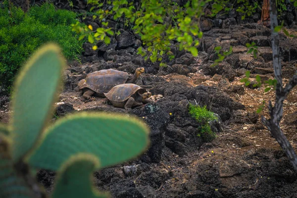 Galapagos Adaları - 23 Ağustos 2017: Dev kara kaplumbağa Darwin Araştırma Merkezi Santa Cruz Island, Galapagos Adaları, Ekvador