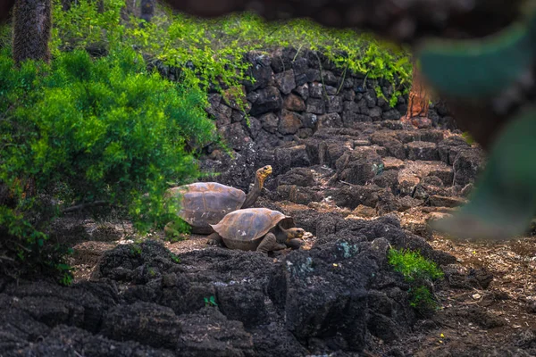 Galapagos Adaları - 23 Ağustos 2017: Dev kara kaplumbağa Darwin Araştırma Merkezi Santa Cruz Island, Galapagos Adaları, Ekvador