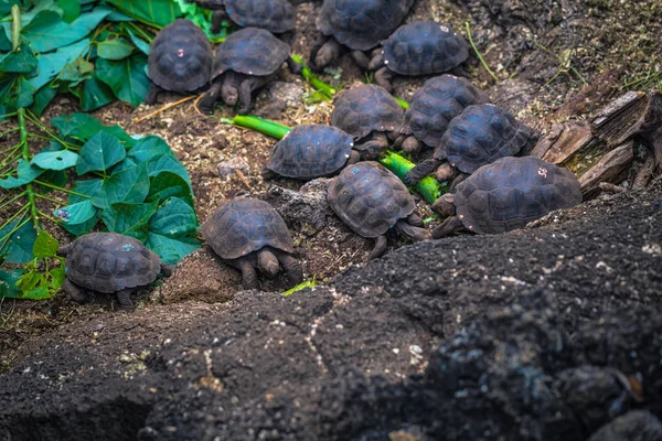 Galapagos Islands - 23 augusti 2017: Baby Giant land sköldpaddor jag — Stockfoto