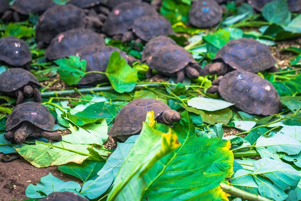 Galapagos Eilanden Augustus 2017 Baby Giant Land Schildpadden Het Darwin — Stockfoto