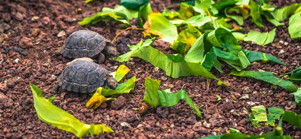 Galapagos Islands August 2017 Baby Giant Land Tortoises Darwin Research — Stock Photo, Image