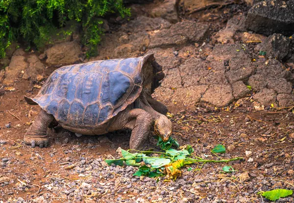 Galapagos Adaları - 23 Ağustos 2017: Dev kara kaplumbağa Darwin Araştırma Merkezi Santa Cruz Island, Galapagos Adaları, Ekvador