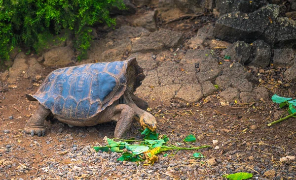 Galapagos Adaları - 23 Ağustos 2017: Dev kaplumbağa içinde arazi 