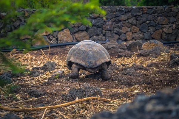Galapagos Adaları - 23 Ağustos 2017: Dev kara kaplumbağa Darwin Araştırma Merkezi Santa Cruz Island, Galapagos Adaları, Ekvador