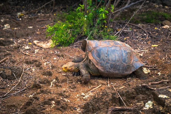 Galapagos Eilanden Augustus 2017 Reus Land Schildpad Het Darwin Research — Stockfoto