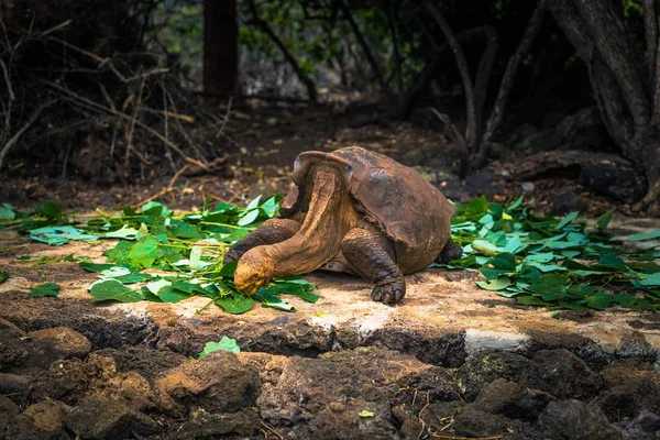 Galapagos Adaları - 23 Ağustos 2017: Super Diego, Darwin Araştırma Merkezi Santa Cruz Island, Galapagos Adaları, Ekvador'ndeki dev kaplumbağa