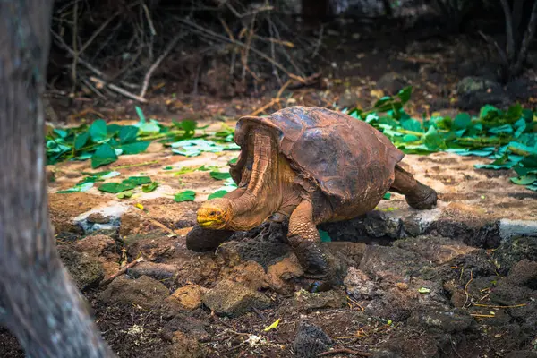Galapagos Adaları - 23 Ağustos 2017: Super Diego, Darwin Araştırma Merkezi Santa Cruz Island, Galapagos Adaları, Ekvador'ndeki dev kaplumbağa