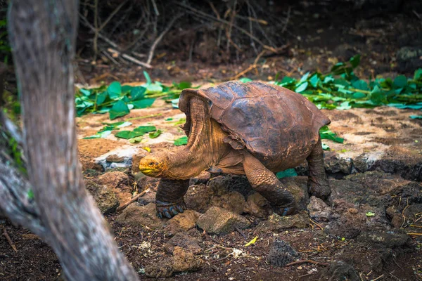 Galapagos Adaları - 23 Ağustos 2017: Super Diego, Darwin Araştırma Merkezi Santa Cruz Island, Galapagos Adaları, Ekvador'ndeki dev kaplumbağa