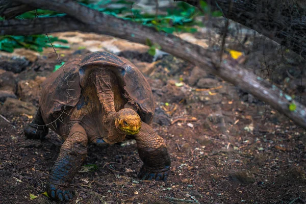 Galapagos Adaları - 23 Ağustos 2017: Super Diego, Darwin Araştırma Merkezi Santa Cruz Island, Galapagos Adaları, Ekvador'ndeki dev kaplumbağa