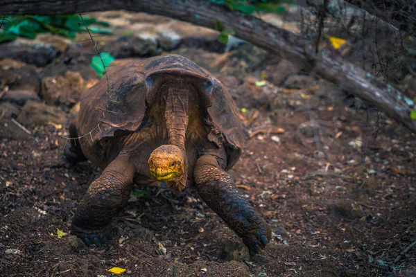 Galapagos Adaları - 23 Ağustos 2017: Super Diego, Darwin Araştırma Merkezi Santa Cruz Island, Galapagos Adaları, Ekvador'ndeki dev kaplumbağa