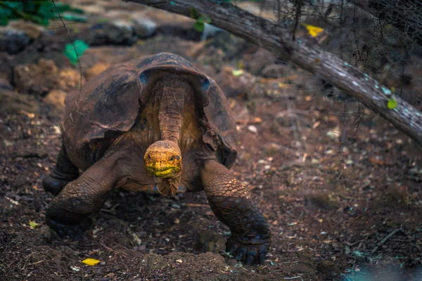 Galapagos Adaları - 23 Ağustos 2017: Super Diego, Darwin Araştırma Merkezi Santa Cruz Island, Galapagos Adaları, Ekvador'ndeki dev kaplumbağa