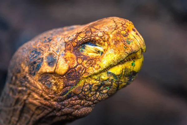 Islas Galápagos Agosto 2017 Super Diego Tortuga Gigante Centro Investigación —  Fotos de Stock