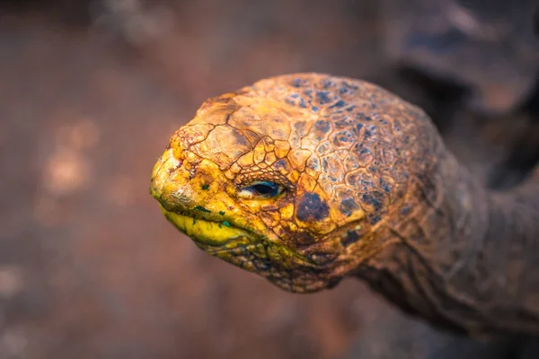 Galapagos Islands - August 23, 2017: Super Diego, the giant Tort — Stock Photo, Image