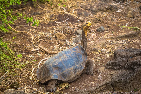 Galapagos Adaları - 23 Ağustos 2017: Dev kaplumbağa içinde arazi 