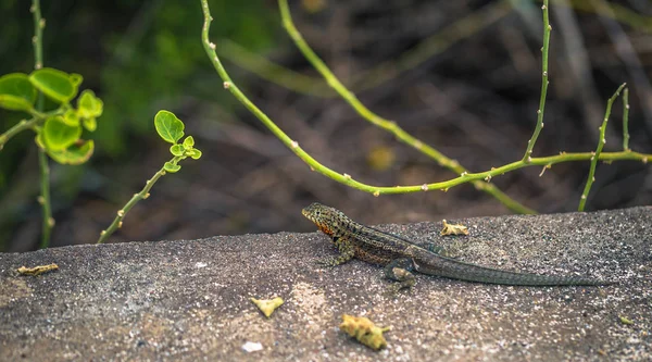 Ilhas Galápagos Agosto 2017 Lagarto Lava Baía Tortuga Ilha Santa — Fotografia de Stock