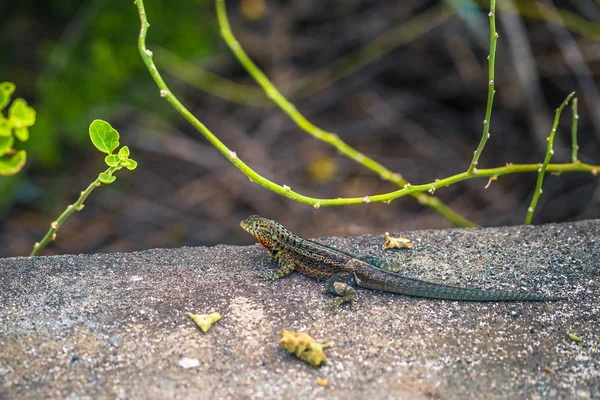 Galapagos Inseln August 2017 Lavaechse Der Tortuga Bucht Auf Santa — Stockfoto