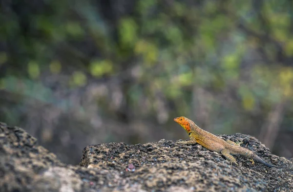 Galapagos Inseln August 2017 Lavaechse Der Tortuga Bucht Auf Santa — Stockfoto