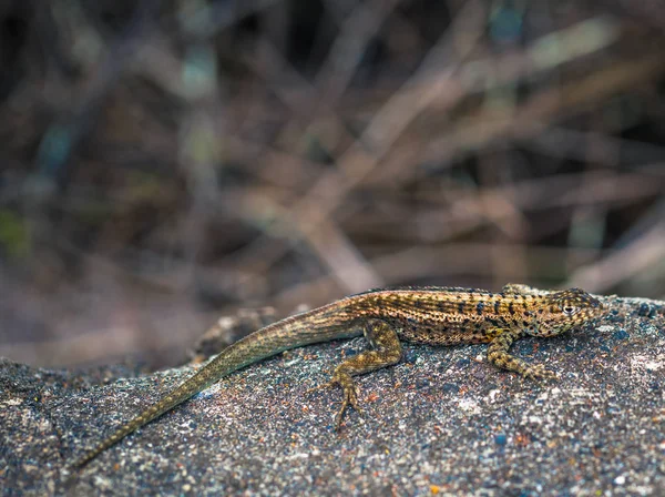 Galapagos Adaları - 23 Ağustos 2017: Lav kertenkele Tortuga Bay Santa Cruz Island, Galapagos Adaları, Ekvador