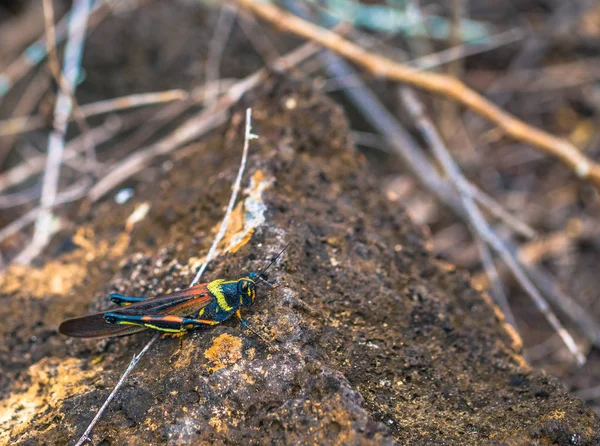 Galapagos Eilanden Augustus 2017 Endemisch Sprinkhaan Tortuga Bay Santa Cruz — Stockfoto