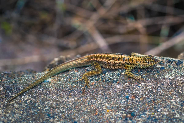 Galapagos Eilanden Augustus 2017 Lava Hagedis Uit Tortuga Bay Santa — Stockfoto