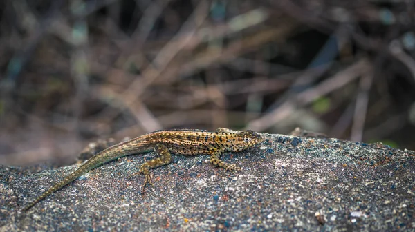 托湾圣克鲁兹岛 加拉巴哥群岛厄瓜多尔加拉帕格斯群岛 2017 熔岩蜥蜴 — 图库照片