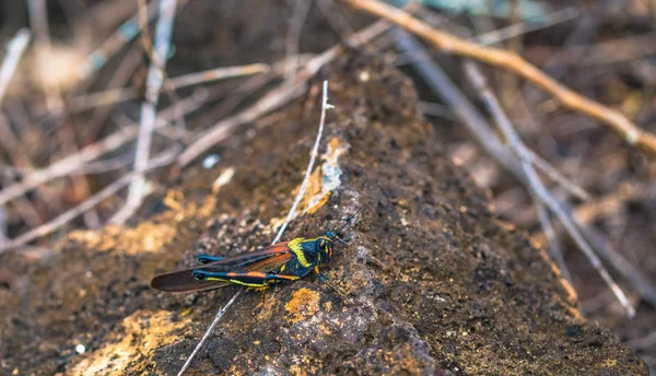 Galapagos Adaları Ağustos 2017 Endemik Çekirge Tortuga Bay Santa Cruz — Stok fotoğraf