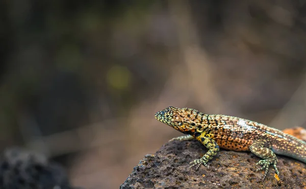 Islas Galápagos - 23 de agosto de 2017: Lagarto de lava en Bahía Tortuga — Foto de Stock