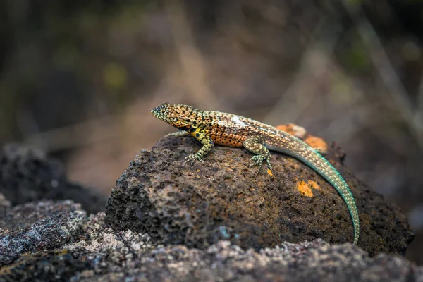 Galapagos Adaları - 23 Ağustos 2017: Lav kertenkele Tortuga Bay 