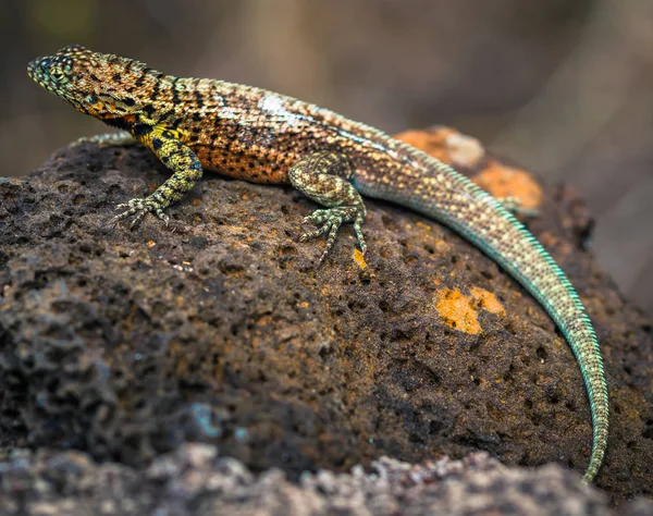 Galapagos Adaları - 23 Ağustos 2017: Lav kertenkele Tortuga Bay 