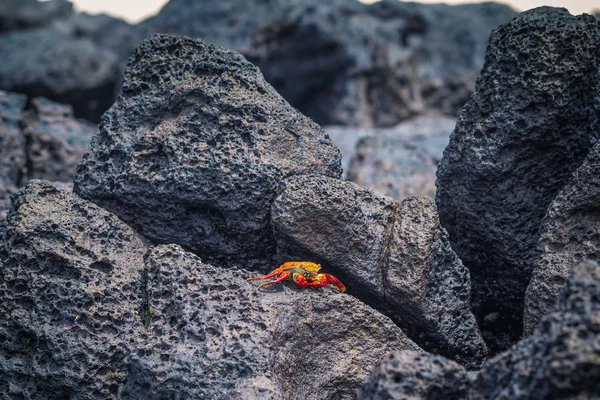Galapagos Inseln August 2017 Rote Krabbe Der Küste Der Insel — Stockfoto