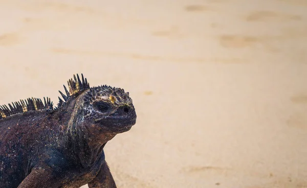 Galapagos Adaları - 23 Ağustos 2017: Deniz Iguanas Tortuga b — Stok fotoğraf