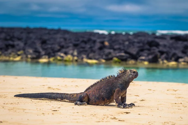 Galapagos Islands August 2017 Marine Iguanas Tortuga Bay Santa Cruz — Stock Photo, Image