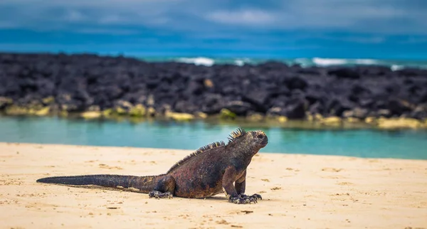 Wyspy Galapagos Sierpnia 2017 Legwany Morskie Tortuga Bay Santa Cruz — Zdjęcie stockowe