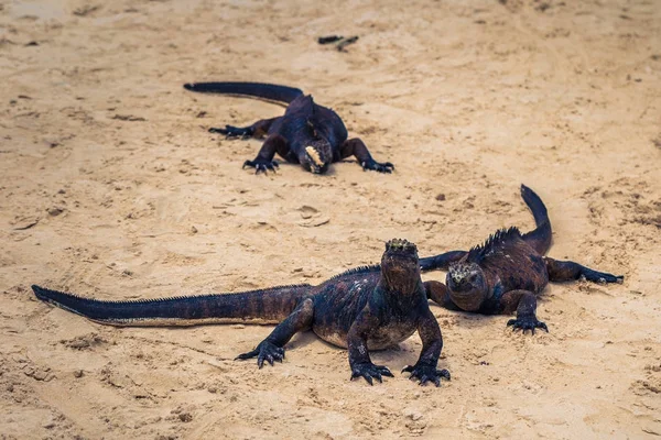 Ilhas Galápagos Agosto 2017 Iguanas Marinhas Baía Tortuga Ilha Santa — Fotografia de Stock