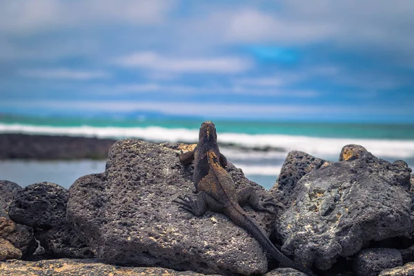 Islas Galápagos - 23 de agosto de 2017: Iguanas marinas en Tortuga B —  Fotos de Stock