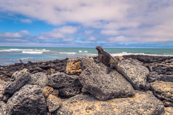 Islas Galápagos - 23 de agosto de 2017: Iguanas marinas en Tortuga B —  Fotos de Stock