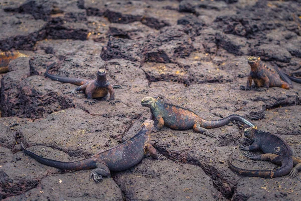 Îles Galapagos - 23 août 2017 : Iguanes marines à Tortuga B — Photo