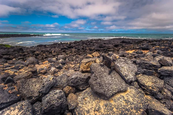 Galapagos-Inseln - 23. August 2017: Meeresleguane in Tortuga b — Stockfoto