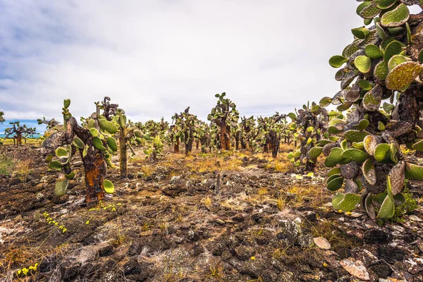 Islas Galápagos Agosto 2017 Cactus Endémicos Bahía Tortuga Isla Santa —  Fotos de Stock