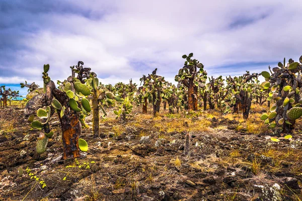 Galápagos-szigetek - 2017. augusztus 23.: A fákat honos kaktusz — Stock Fotó