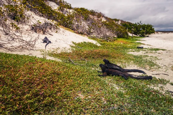 Galapagos Adaları - 23 Ağustos 2017: Deniz Iguanas Tortuga b