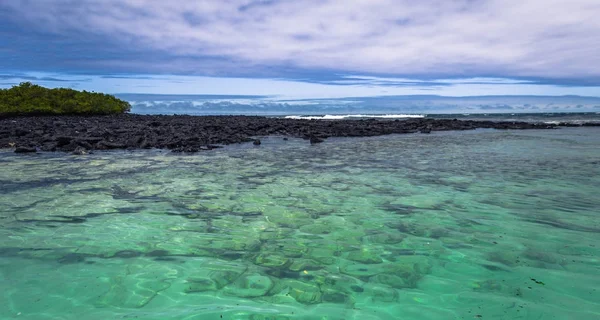 Galápagos Szigetek 2017 Augusztus Coast Tortuga Öbölben Található Santa Cruz — Stock Fotó
