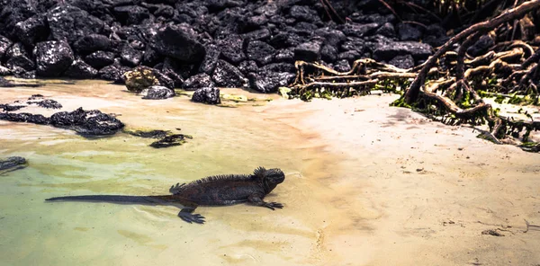 Ilhas Galápagos Agosto 2017 Iguana Marinha Nadando Baía Tortuga Ilha — Fotografia de Stock