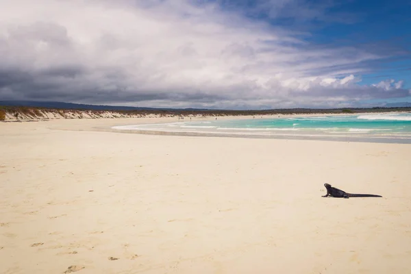 Galápagos Szigetek 2017 Augusztus Tengeri Leguán Tortuga Öbölben Található Santa — Stock Fotó